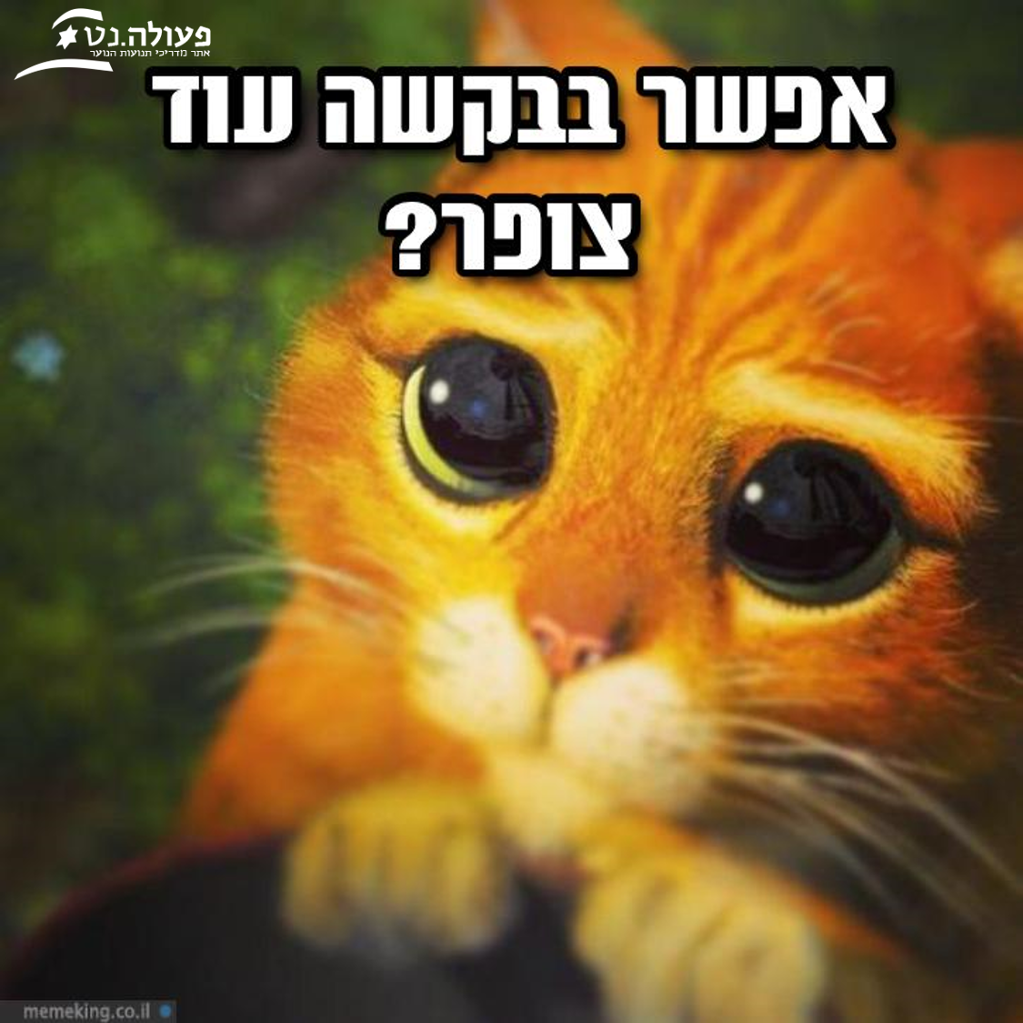 תמונה19.png